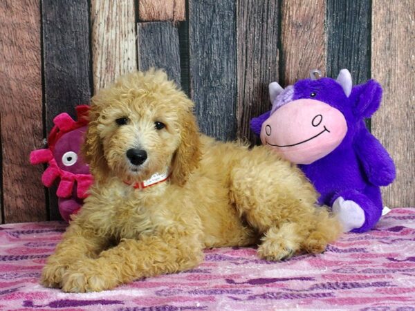 F1B Goldendoodle Dog Female Golden 25343 Petland Las Vegas, Nevada