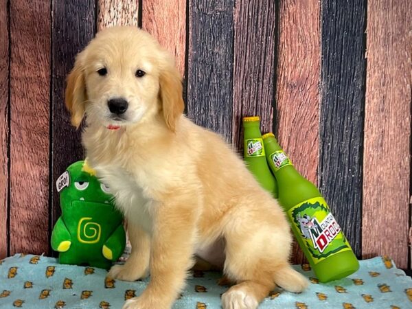 Golden Retriever Dog Female Light Golden 25358 Petland Las Vegas, Nevada