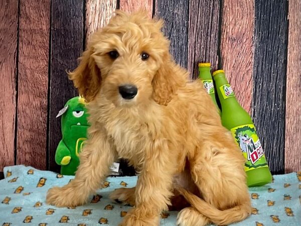 F1B Goldendoodle Dog Female Golden 25367 Petland Las Vegas, Nevada