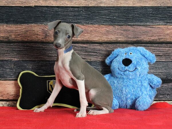 Italian Greyhound Dog Male Blue 25389 Petland Las Vegas, Nevada