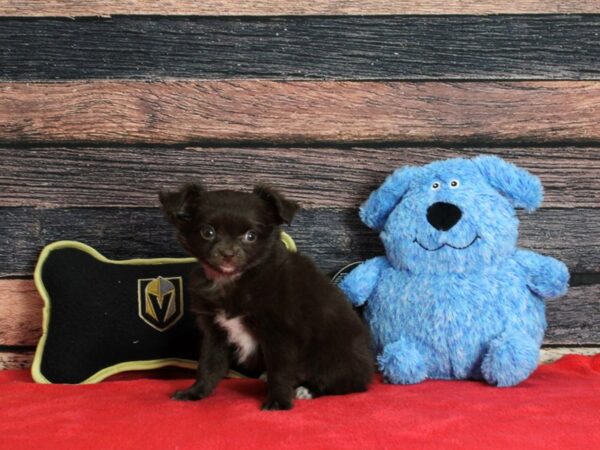 Chihuahua-Dog-Female-Chocolate-25371-Petland Las Vegas, Nevada