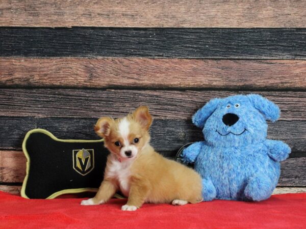 Chihuahua-Dog-Female-Fawn-25372-Petland Las Vegas, Nevada