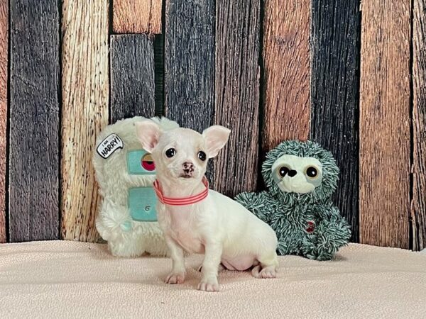Chihuahua-Dog-Female-Cream-25420-Petland Las Vegas, Nevada