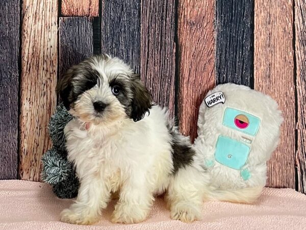 Coton De Tulear Dog Female White 25416 Petland Las Vegas, Nevada