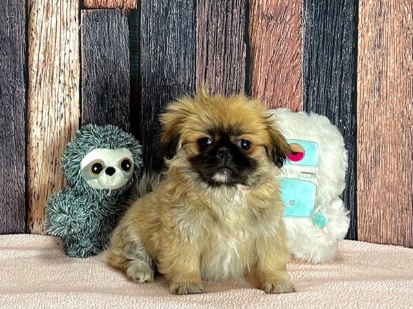 Pekingese Dog Female Fawn 25412 Petland Las Vegas, Nevada