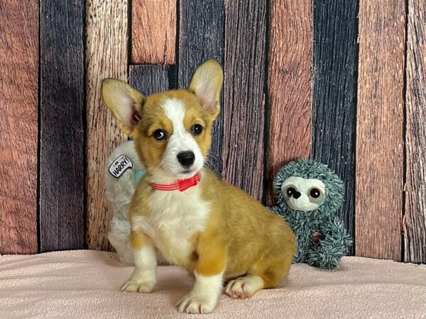 Pembroke Welsh Corgi-Dog-Female-Sable-25413-Petland Las Vegas, Nevada