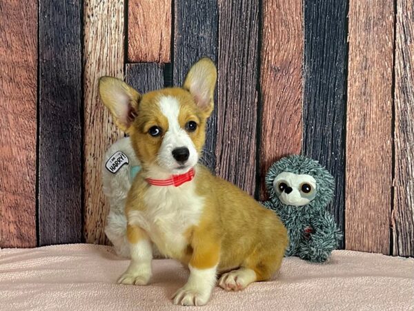 Pembroke Welsh Corgi Dog Female Sable 25413 Petland Las Vegas, Nevada