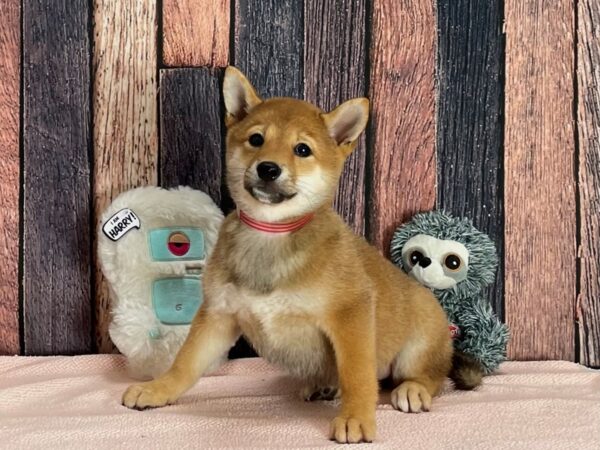 Shiba Inu Dog Female Red Sesame 25415 Petland Las Vegas, Nevada