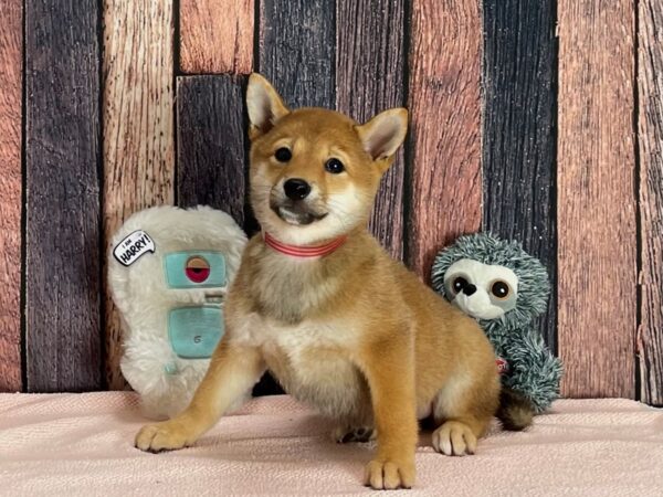 Shiba Inu-Dog-Female-Red Sesame-25415-Petland Las Vegas, Nevada