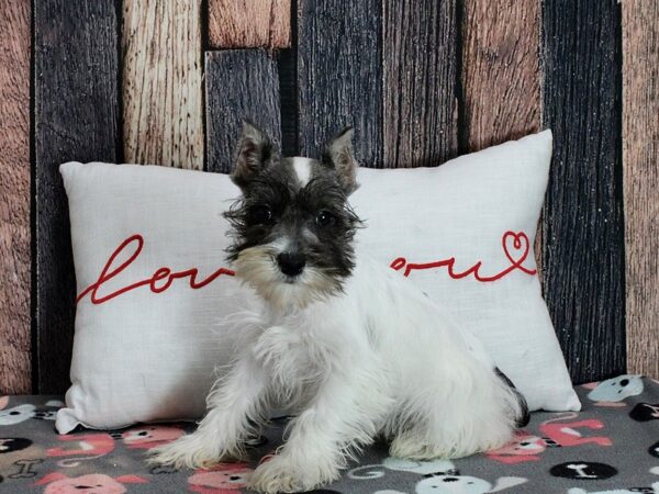 Miniature Schnauzer Dog Female White Salt / Pepper 25448 Petland Las Vegas, Nevada