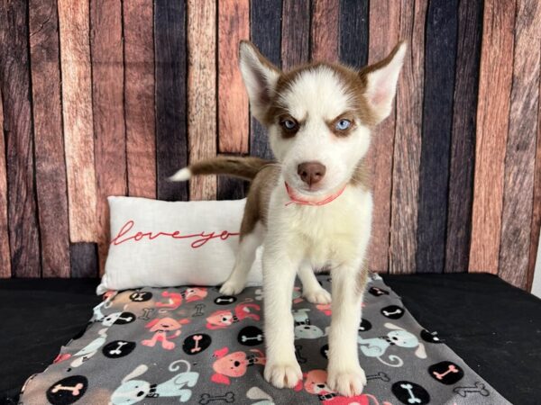 Siberian Husky-Dog-Female-Red and White-25438-Petland Las Vegas, Nevada