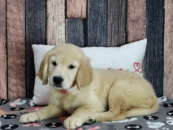 Golden Retriever Dog Female Golden 25455 Petland Las Vegas, Nevada