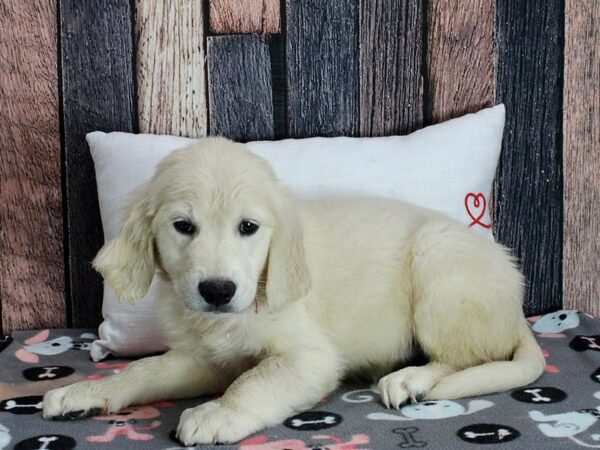 Golden Retriever Dog Female Golden 25456 Petland Las Vegas, Nevada