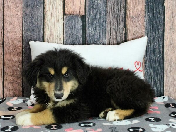 Miniature Australian Shepherd Dog Male Tri-Color 25458 Petland Las Vegas, Nevada