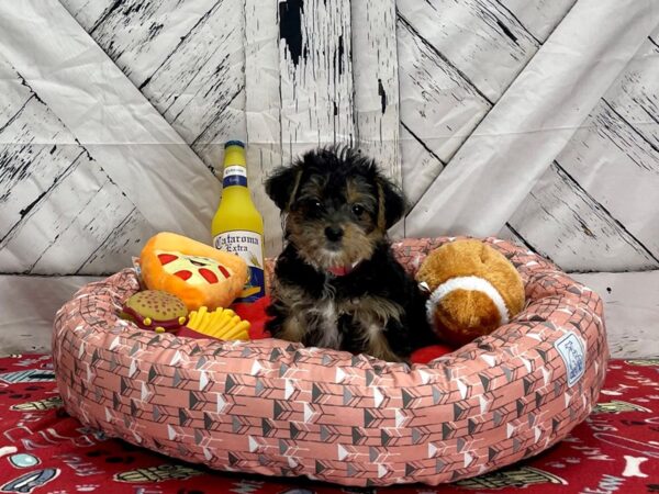 Poodle/Yorkshire Terrier Dog Female Black / Tan 25481 Petland Las Vegas, Nevada