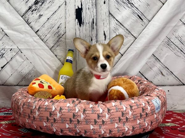 Pembroke Welsh Corgi Dog Female Red / White 25476 Petland Las Vegas, Nevada