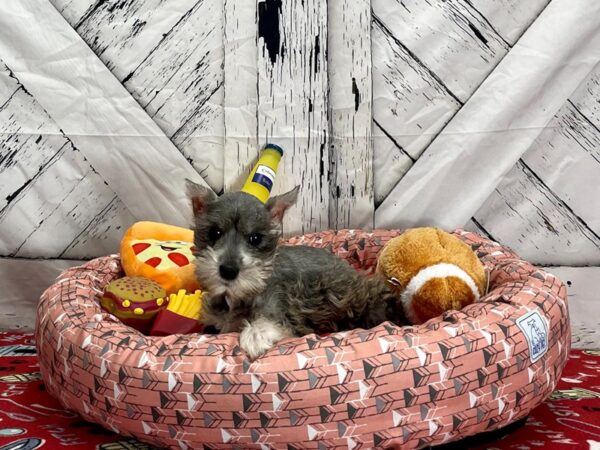 Miniature Schnauzer Dog Female Salt / Pepper 25475 Petland Las Vegas, Nevada