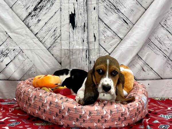 Basset Hound Dog Female Black Tan / White 25470 Petland Las Vegas, Nevada