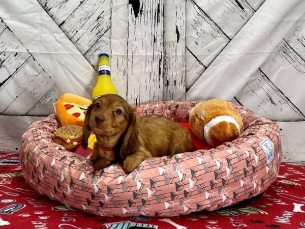 Dachshund Dog Female Red 25463 Petland Las Vegas, Nevada