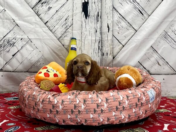 Cocker Spaniel Dog Female Sable 25462 Petland Las Vegas, Nevada