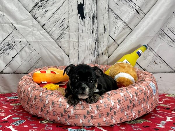 English Bulldog-Dog-Female-Black Tan / White-25471-Petland Las Vegas, Nevada