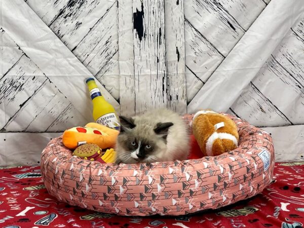 Ragdoll-Cat-Male-Seal Point-25482-Petland Las Vegas, Nevada