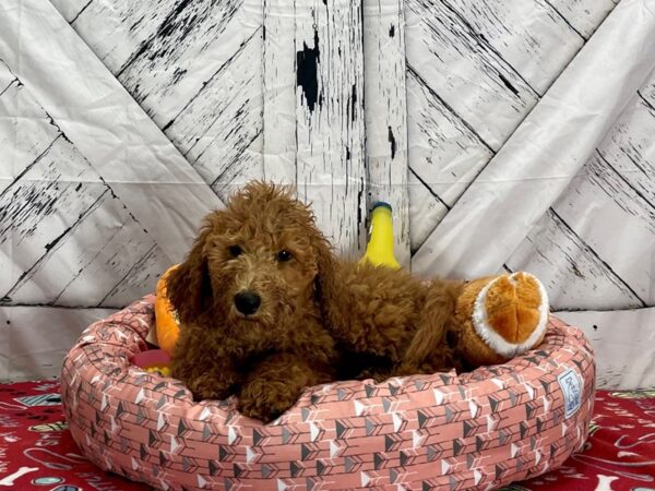 F1B Goldendoodle Dog Female Golden 25489 Petland Las Vegas, Nevada