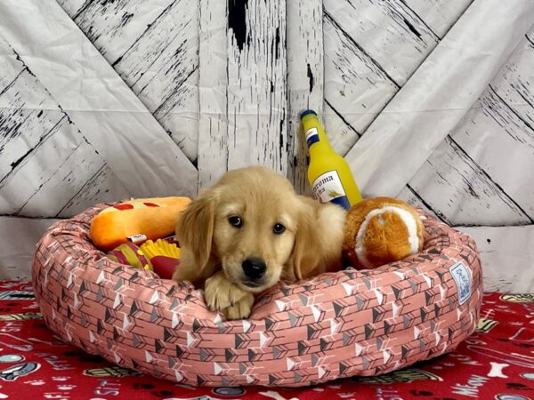 Golden Retriever Dog Female Golden 25487 Petland Las Vegas, Nevada