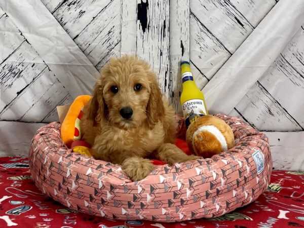 F1B Goldendoodle Dog Female Golden 25486 Petland Las Vegas, Nevada