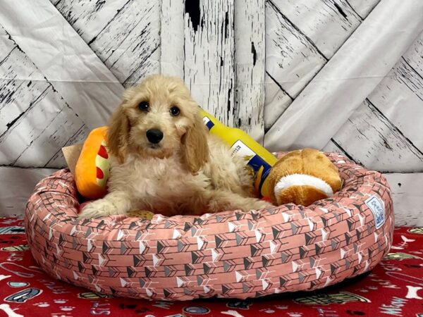 F1B Goldendoodle Dog Female Golden 25485 Petland Las Vegas, Nevada