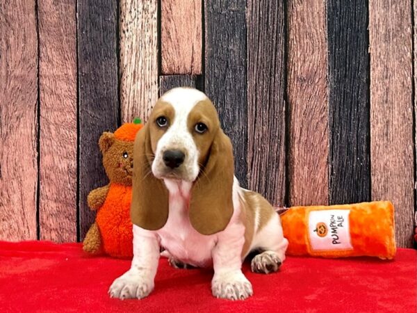 Basset Hound Dog Male Red / White 25506 Petland Las Vegas, Nevada