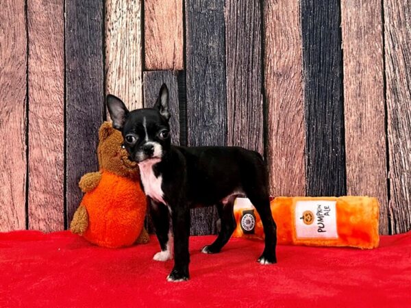 Boston Terrier-Dog-Male-Black / White-25507-Petland Las Vegas, Nevada