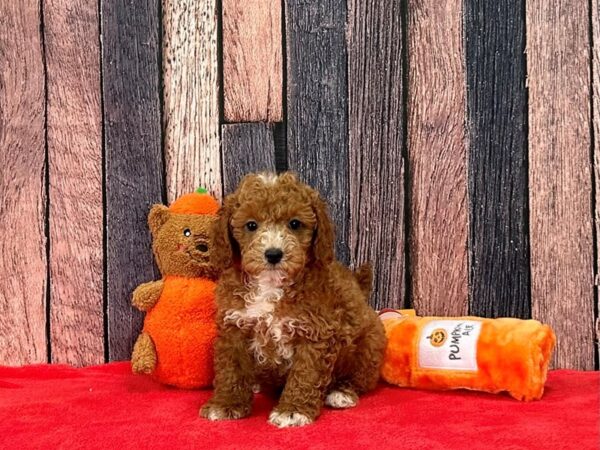 F1B Mini Goldendoodle Dog Male Red 25516 Petland Las Vegas, Nevada