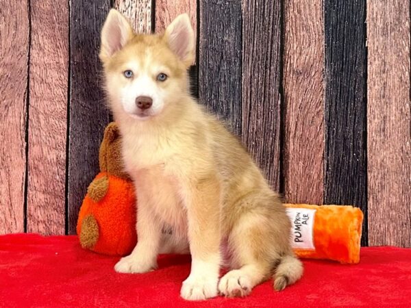 F1B Pomsky Dog Male Red Merle 25490 Petland Las Vegas, Nevada