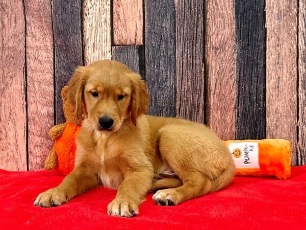 Golden Retriever Dog Male Golden 25496 Petland Las Vegas, Nevada