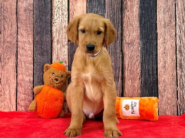 Golden Retriever Dog Male Dark Golden 25497 Petland Las Vegas, Nevada