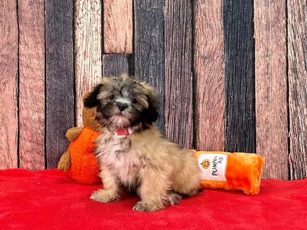 Lhasa Apso-Dog-Female-Golden-25494-Petland Las Vegas, Nevada