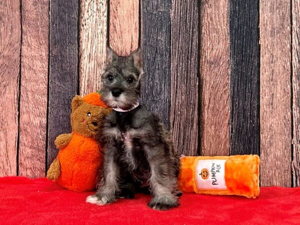 Miniature Schnauzer Dog Male Salt / Pepper 25511 Petland Las Vegas, Nevada