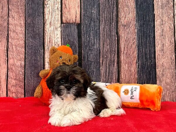 Shih Tzu Dog Female Brindle and White 25498 Petland Las Vegas, Nevada