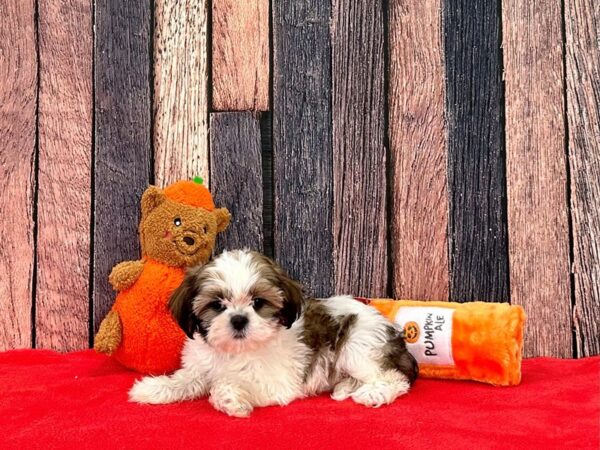 Shih Tzu Dog Female White / Gold 25513 Petland Las Vegas, Nevada