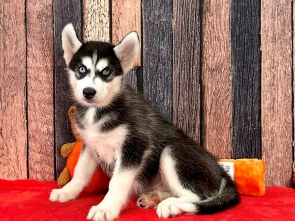 Siberian Husky Dog Male Black / White 25514 Petland Las Vegas, Nevada