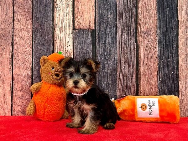 Silky Terrier Dog Female Black / Tan 25515 Petland Las Vegas, Nevada