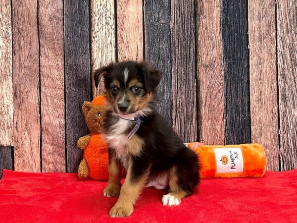 Miniature Australian Shepherd Dog Male 25529 Petland Las Vegas, Nevada