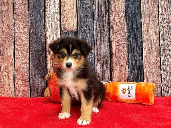 Miniature Australian Shepherd Dog Female 25530 Petland Las Vegas, Nevada