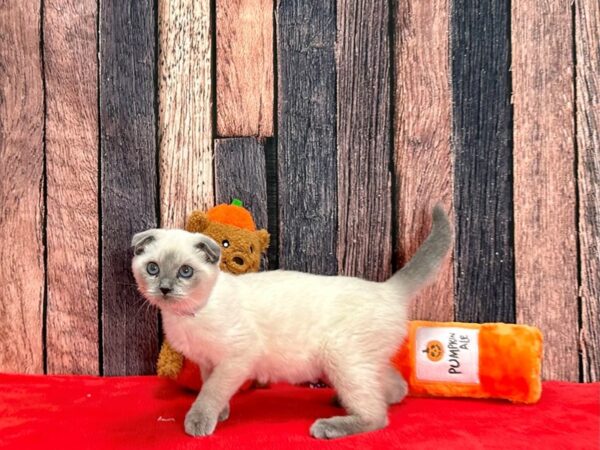 Scottish Fold Cat Female Blue Point 25526 Petland Las Vegas, Nevada