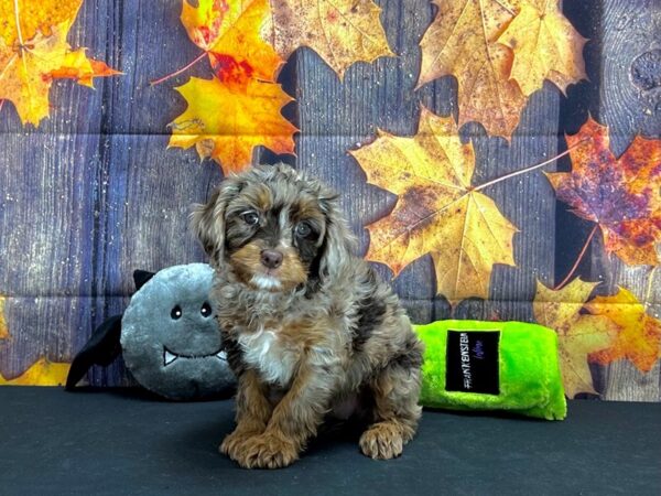 Cavalier King Charles Spaniel/Poodle Dog Female Chocolate Merle 25539 Petland Las Vegas, Nevada