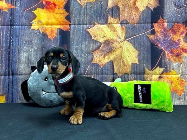 Chihuahua/Dachshund Dog Female Black and Tan 25525 Petland Las Vegas, Nevada