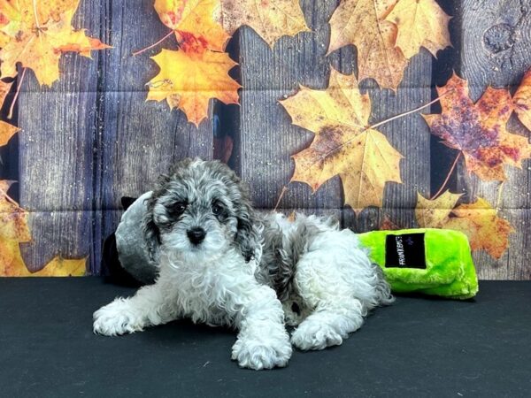 Cocker Spaniel/Poodle Dog Female White / Blue Merle 25543 Petland Las Vegas, Nevada