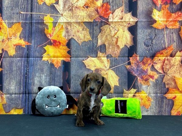 Dachshund Dog Female Red 25517 Petland Las Vegas, Nevada