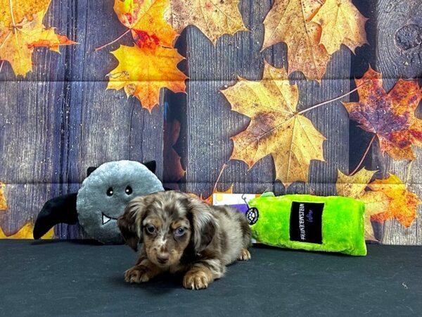 Dachshund Dog Male Chocolate / Tan 25531 Petland Las Vegas, Nevada